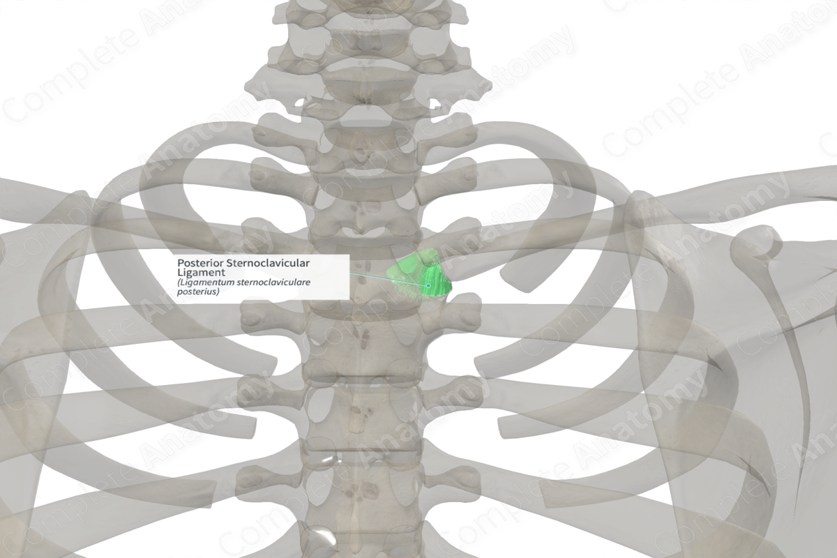 Posterior Sternoclavicular Ligament (Right)