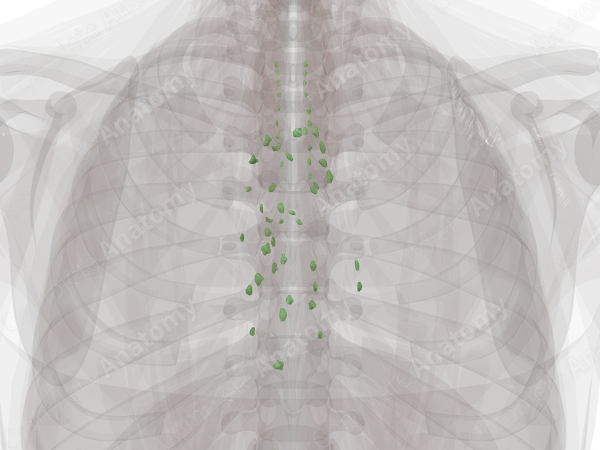 Mediastinal Lymph Nodes