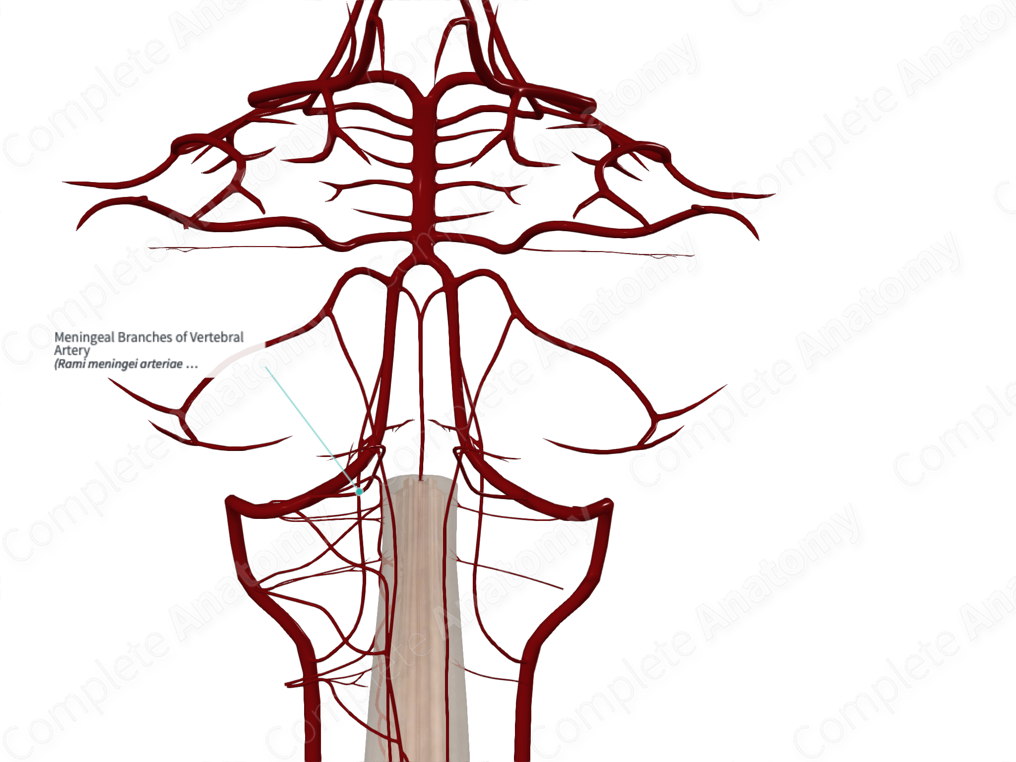 Meningeal Branches of Vertebral Artery | Complete Anatomy