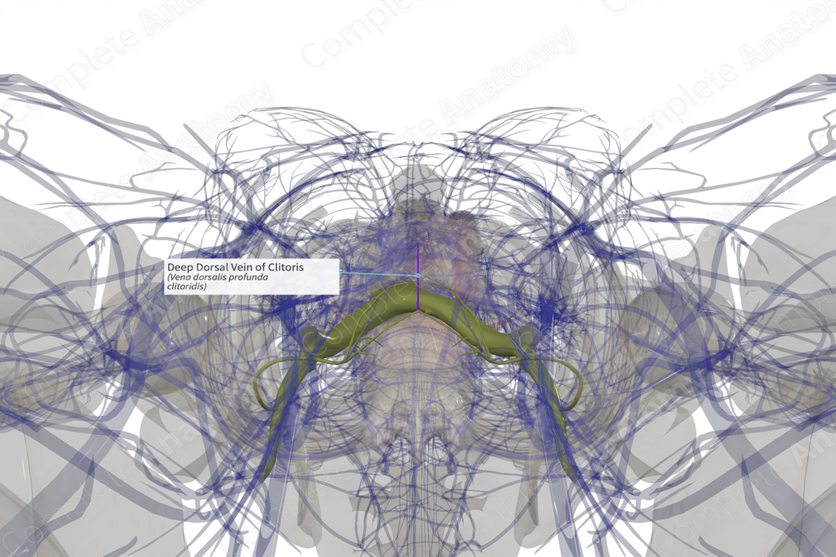 Deep Dorsal Vein of Clitoris | Complete Anatomy