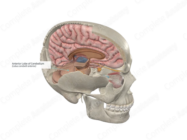 Anterior Lobe of Cerebellum