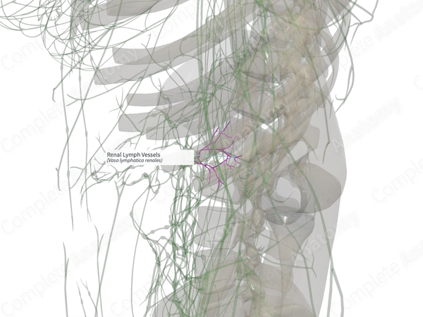 Renal Lymph Vessels (Right)