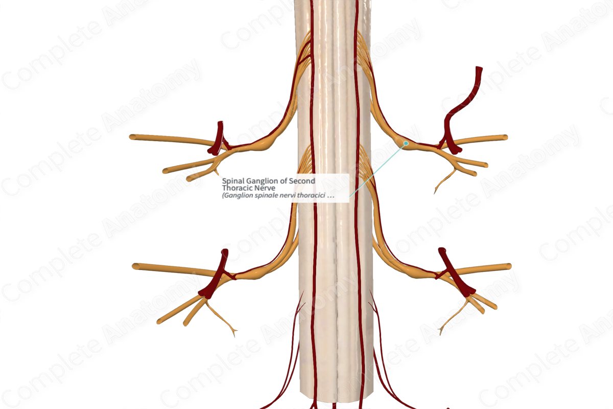 Spinal Ganglion of Second Thoracic Nerve 