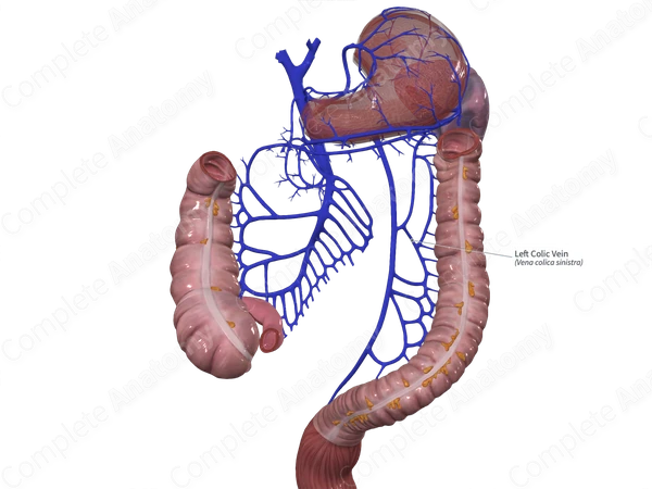 Left Colic Vein