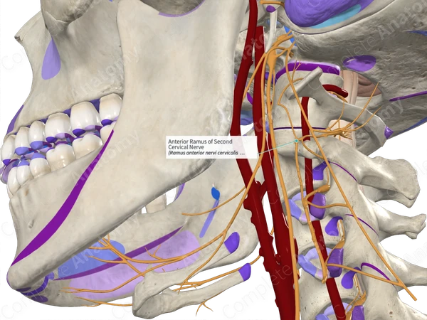 Anterior Ramus of Second Cervical Nerve 