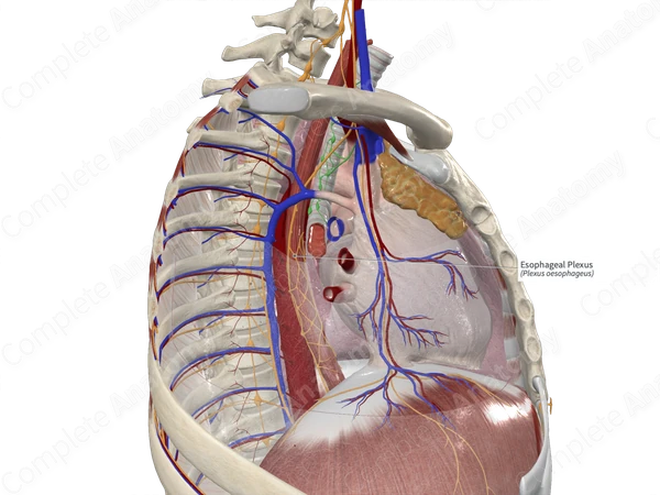 Esophageal Plexus