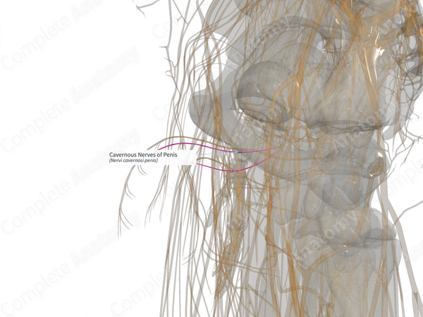 Cavernous Nerves of Penis (Left)