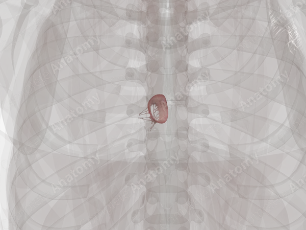 Left Atrioventricular Valve