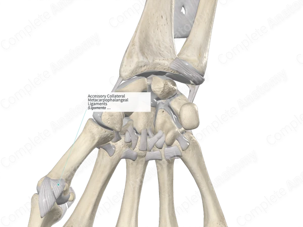 Accessory Collateral Metacarpophalangeal Ligaments 