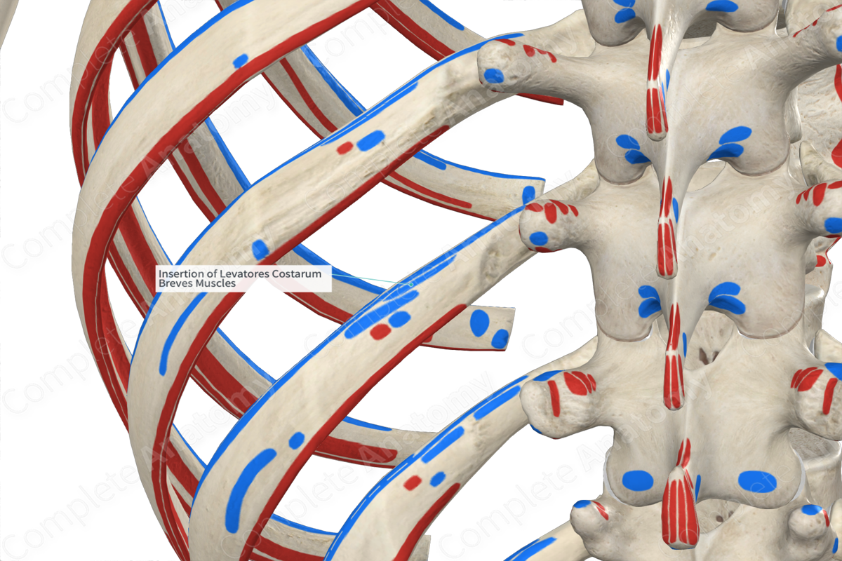 Insertion Of Levatores Costarum Breves Muscles Complete Anatomy 1983