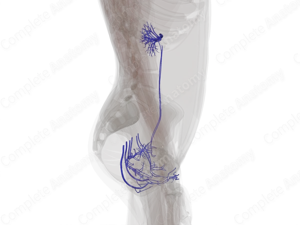 Veins of Urogenital System