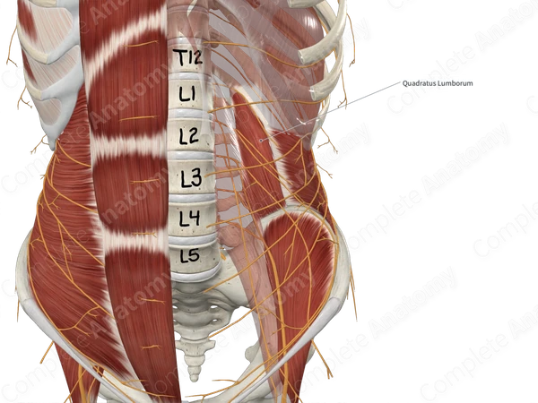 Quadratus Lumborum Muscle Anatomy Innervation Actions Quadratus