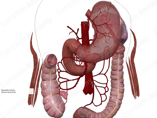Ileocolic Artery