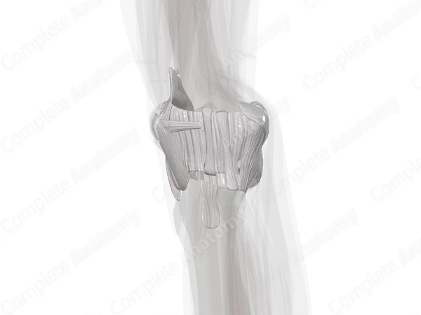 Knee Joint (Left)