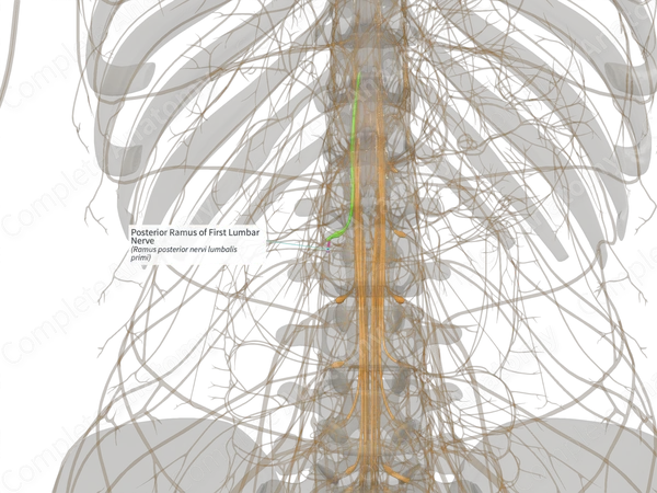 Posterior Ramus of First Lumbar Nerve (Right)