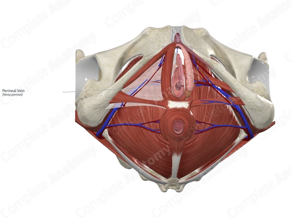 Perineal Vein