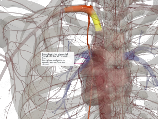 Second Anterior Intercostal Branch of Internal Thoracic Artery (Right)