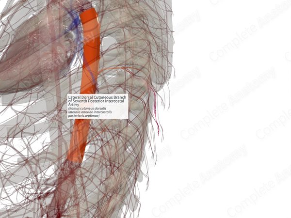 Lateral Dorsal Cutaneous Branch of Seventh Posterior Intercostal Artery (Right)