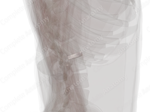 Intervertebral Disc (L1-L2)