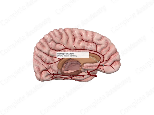 Frontopolar Artery 