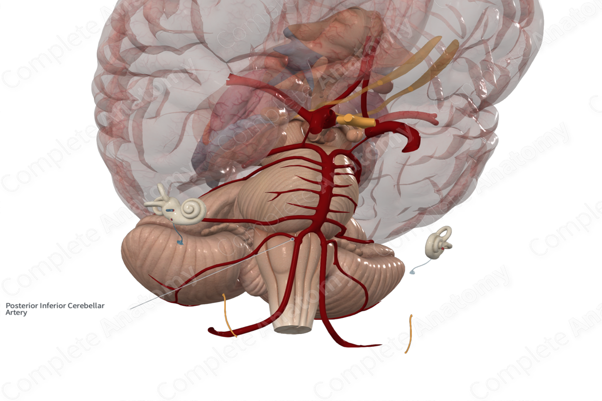Posterior Inferior Cerebellar Artery 