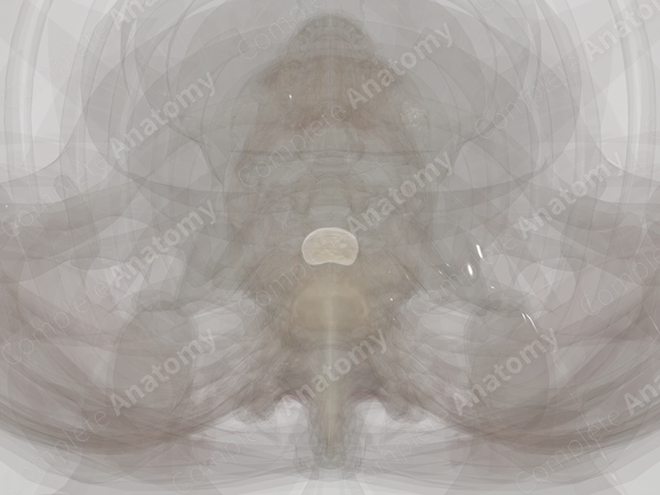 Intervertebral Disc (T1-T2)