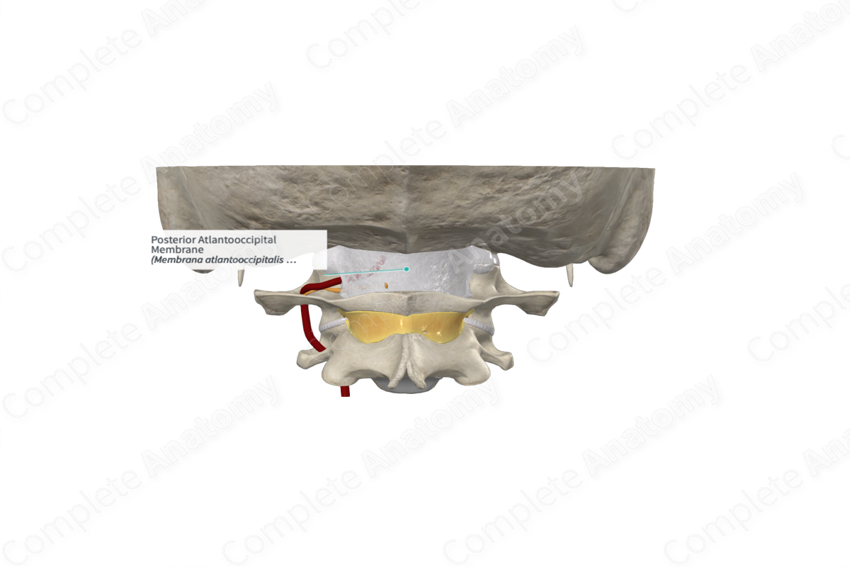 Posterior Atlantooccipital Membrane