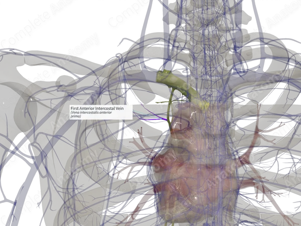 First Anterior Intercostal Vein (Left)