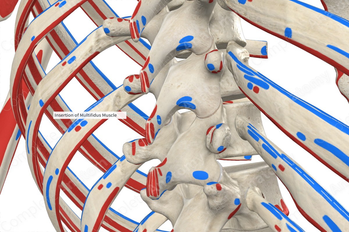 Insertion Of Multifidus Muscle Complete Anatomy 6223