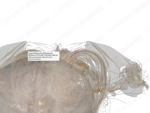 Lateral Branch of Posterior Ramus of Fourth Thoracic Nerve (Right)