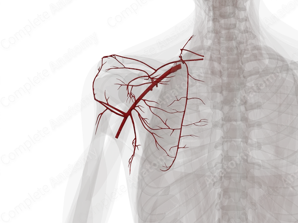 Arteries of Pectoral, Scapular, and Deltoid Regions (Left)