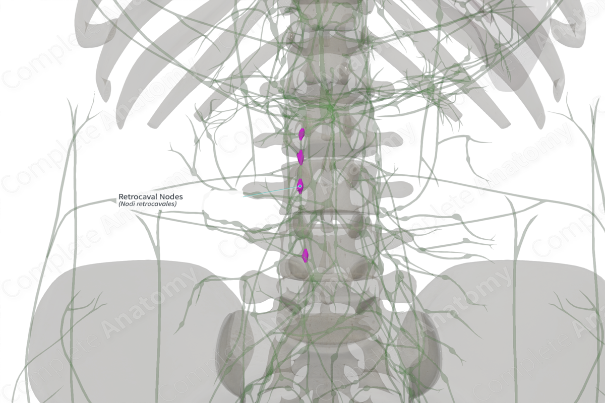 Retrocaval Nodes