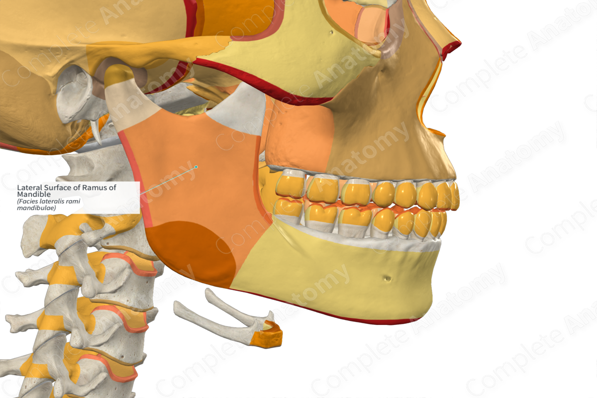 Lateral Surface of Ramus of Mandible (Left)