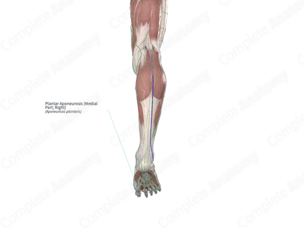 Plantar Aponeurosis (Medial Part; Right)