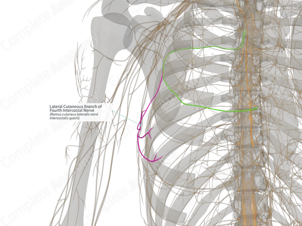 Lateral Cutaneous Branch of Fourth Intercostal Nerve (Left)