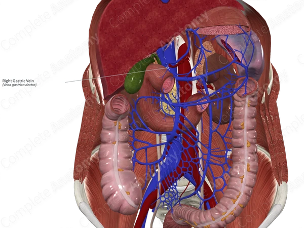 Right Gastric Vein