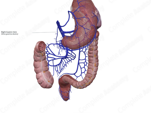 Right Gastric Vein