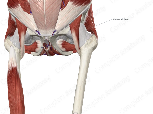 Gluteus Minimus Muscle