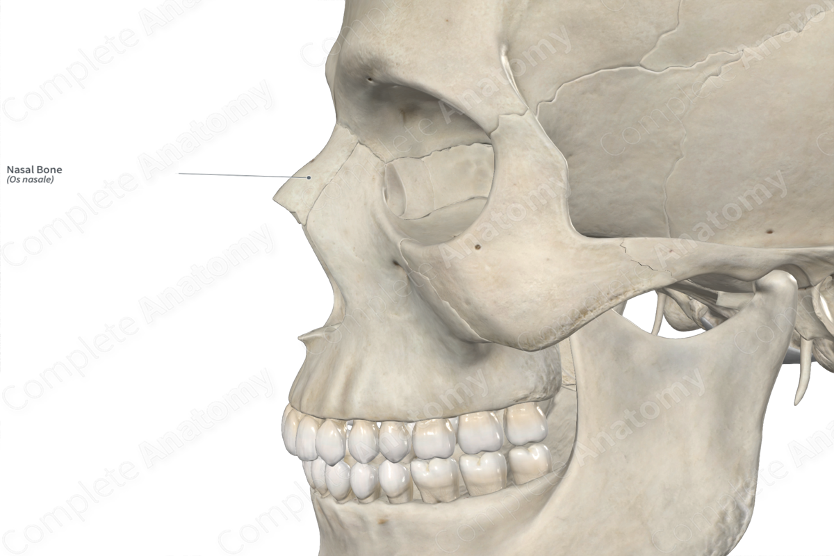 Nasal Bone 