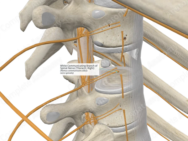 White Communicating Branch of Spinal Nerve (Thoracic; Right)