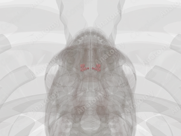Posterior Ethmoidal Cells