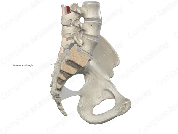 Anterior Longitudinal Ligament (Lumbar Part)