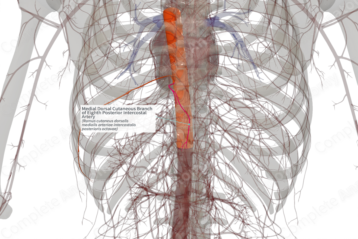 Medial Dorsal Cutaneous Branch of Eighth Posterior Intercostal Artery (Left)