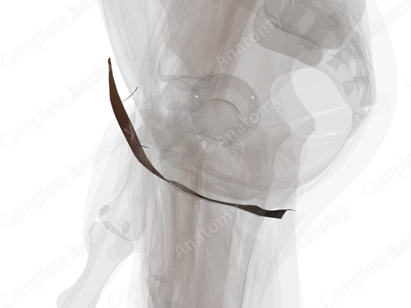 Skin (Perineum)