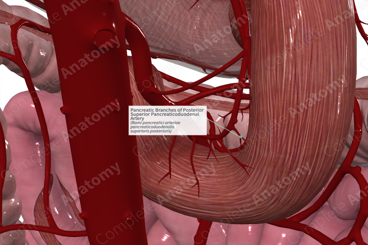 Pancreatic Branches of Posterior Superior Pancreaticoduodenal Artery