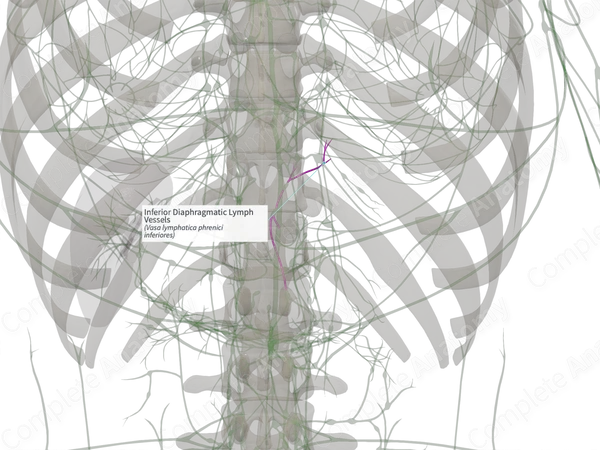 Inferior Diaphragmatic Lymph Vessels (Right)