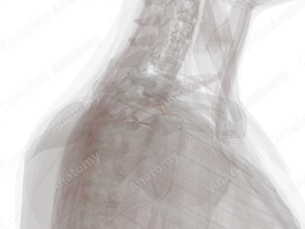 Fibrous Joints of Pectoral Girdle (Left)