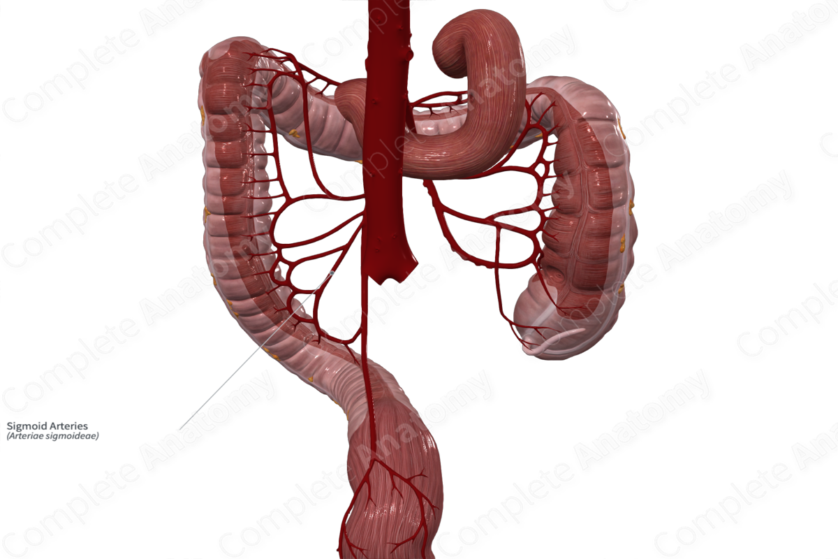 Sigmoid Arteries | Complete Anatomy