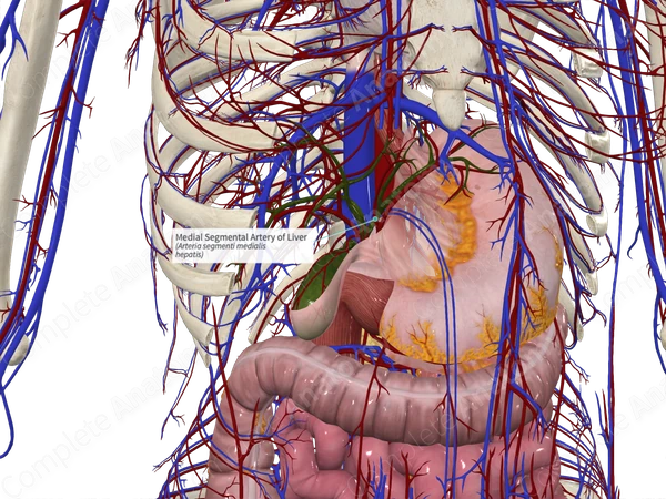 Medial Segmental Artery of Liver