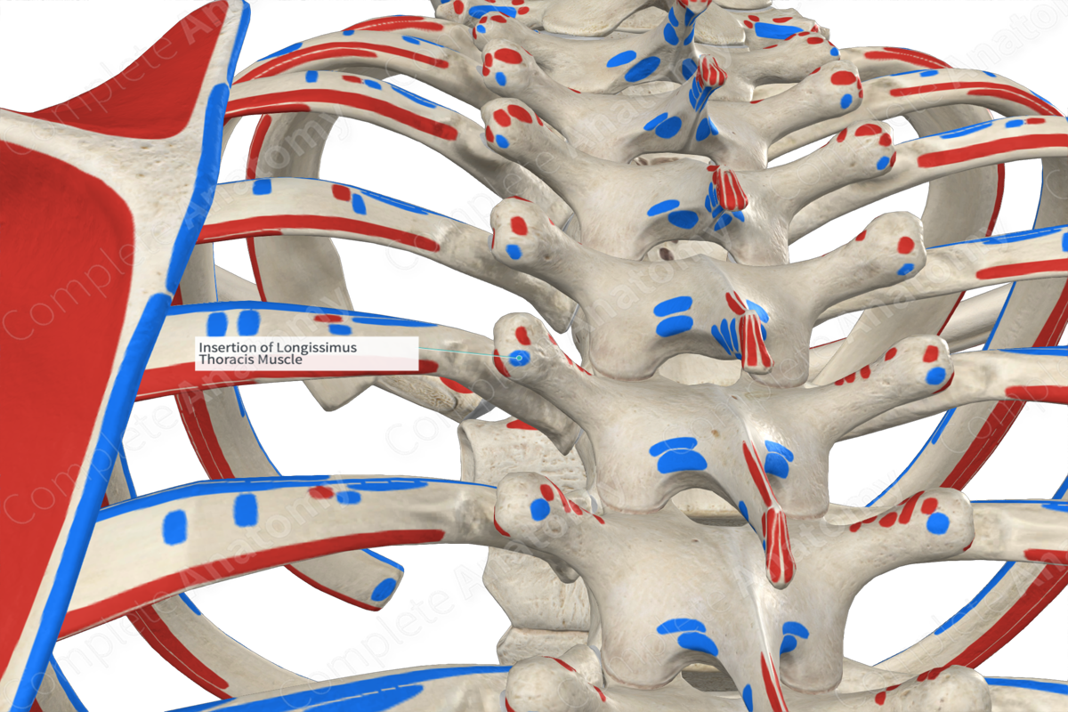 Insertion of Longissimus Thoracis Muscle